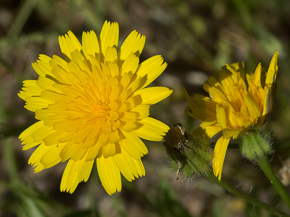 Tulapitulatus (Leontodon saxatilis Lam)