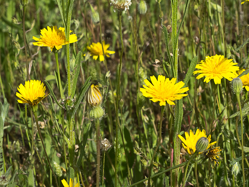 Flores de la Tulapitulatus (Leontodon saxatilis Lam)