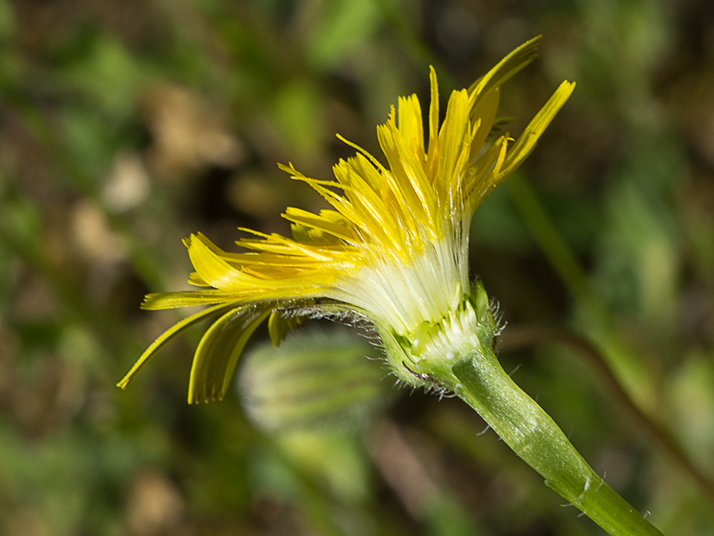Inflorescencia y receptáculo de la Tulapitulatus (Leontodon saxatilis Lam)