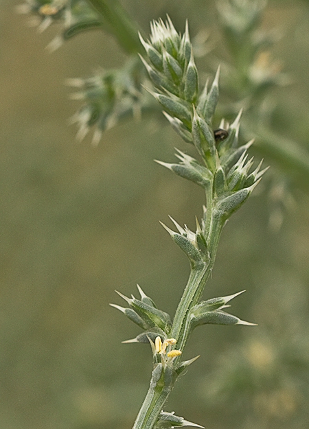Salsola kali, La turra