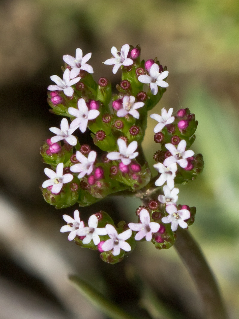 Inflorescencias de la valeriana española (Centranthus calcitrapae)