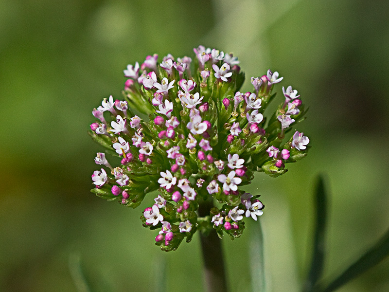 Inflorescencias de la valeriana española (Centranthus calcitrapae)
