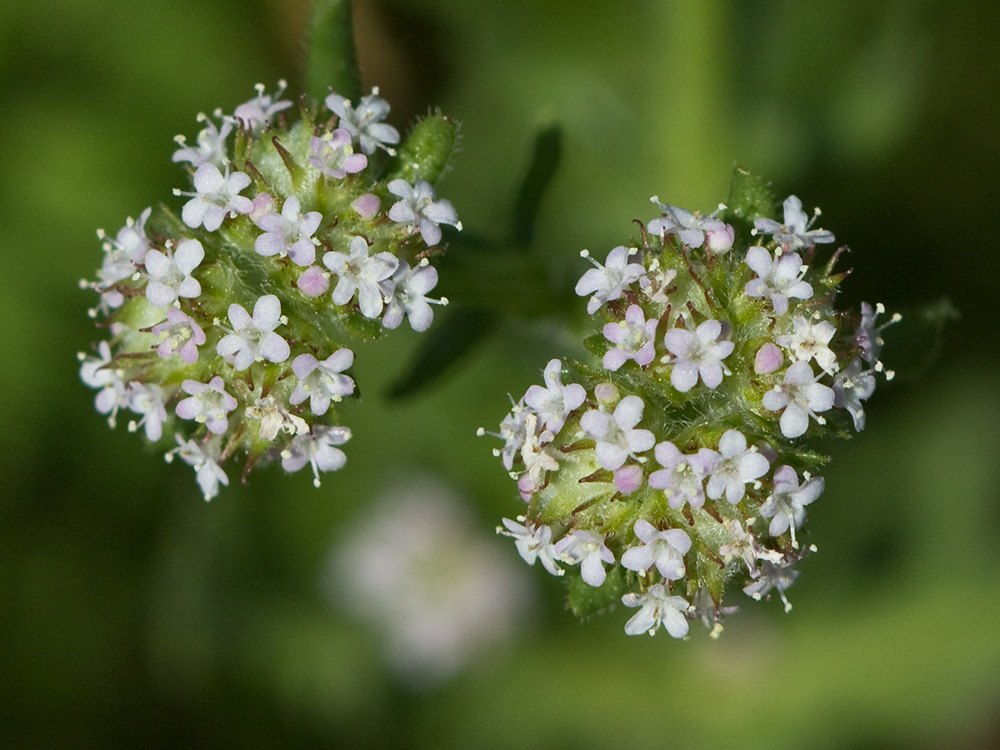 Hierba de los canónigos (Valerianella coronata)