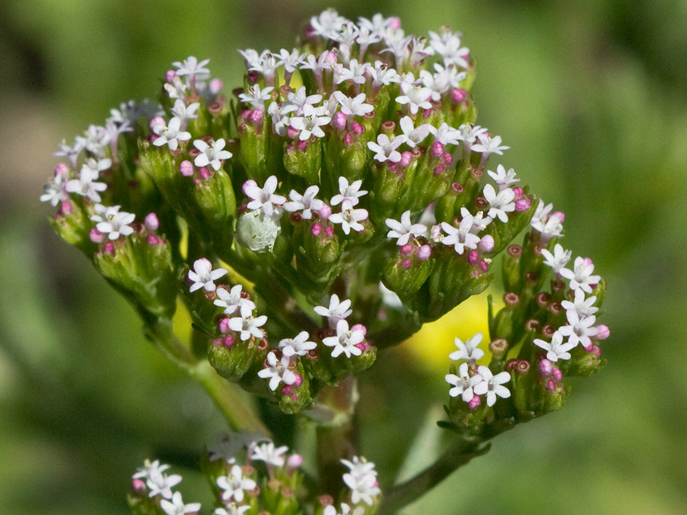 Inflorescencias de la valeriana española (Centranthus calcitrapae)