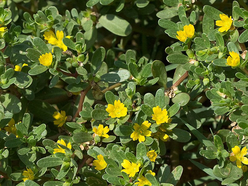 Verdolagas (Portulaca oleracea)