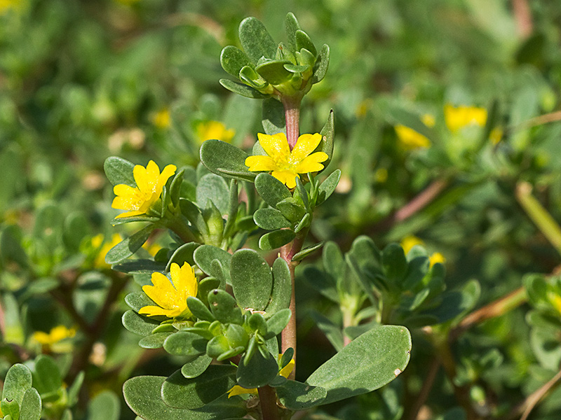 Verdolagas (Portulaca oleracea)