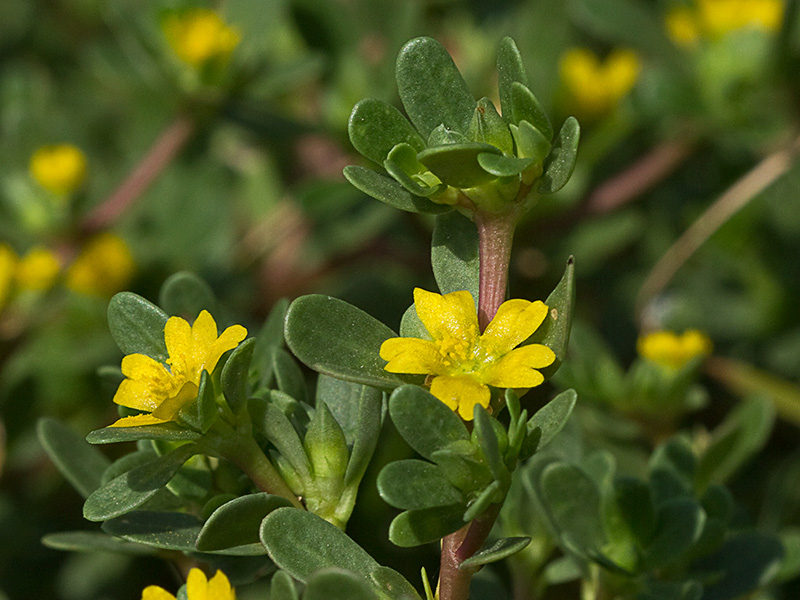 Verdolagas (Portulaca oleracea)
