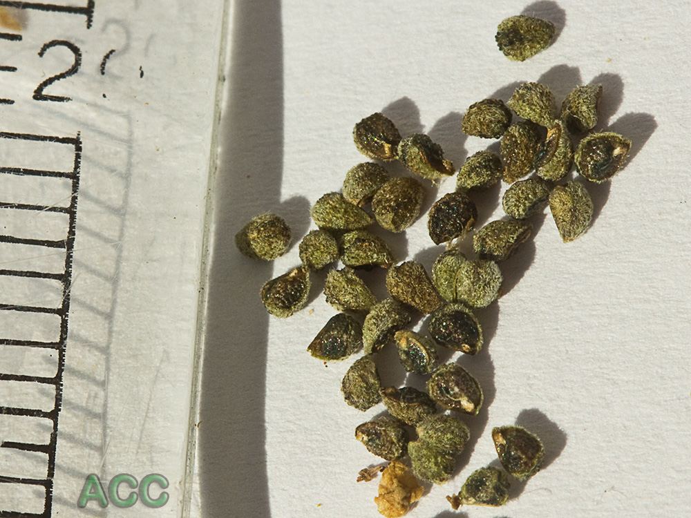 Semillas del Heliotropium europaeum