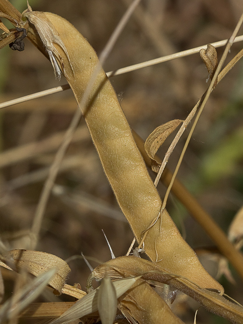 Legumbre de la Vicia sativa