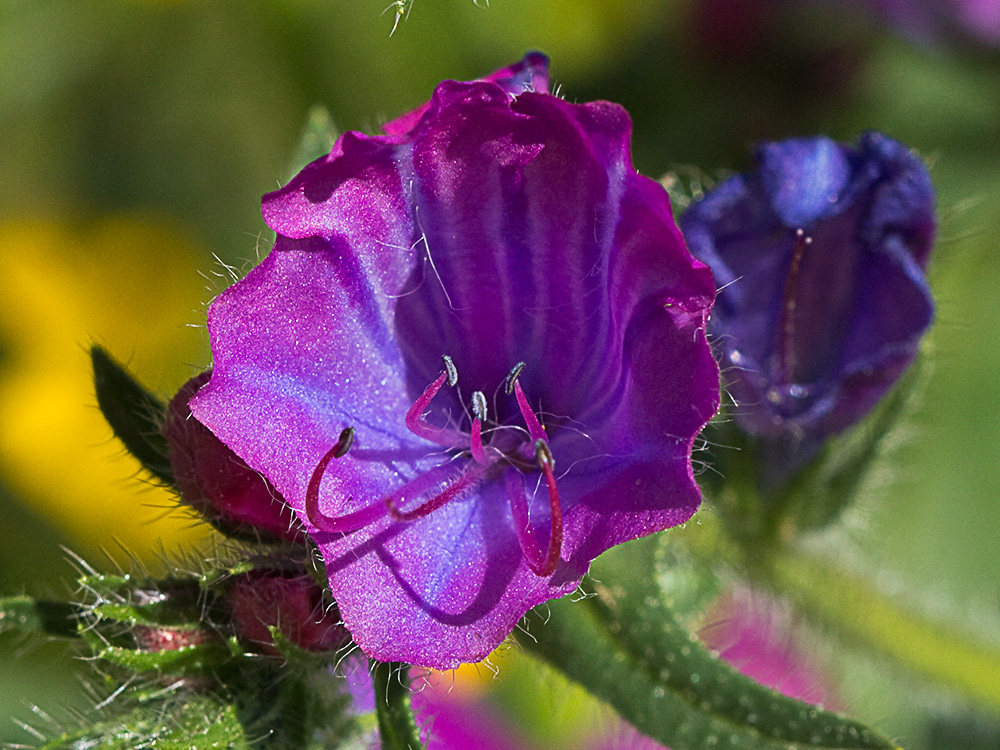 Viborera (Echium plantagineum)