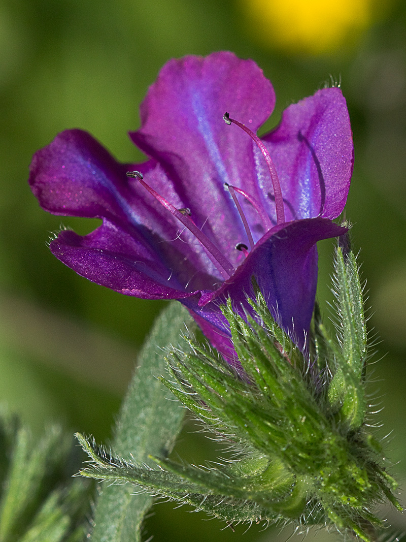 Viborera (Echium plantagineum)