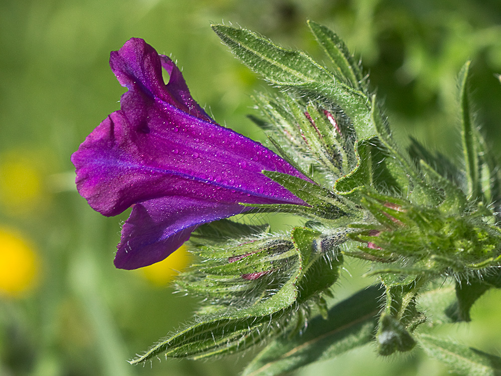 Viborera (Echium plantagineum)