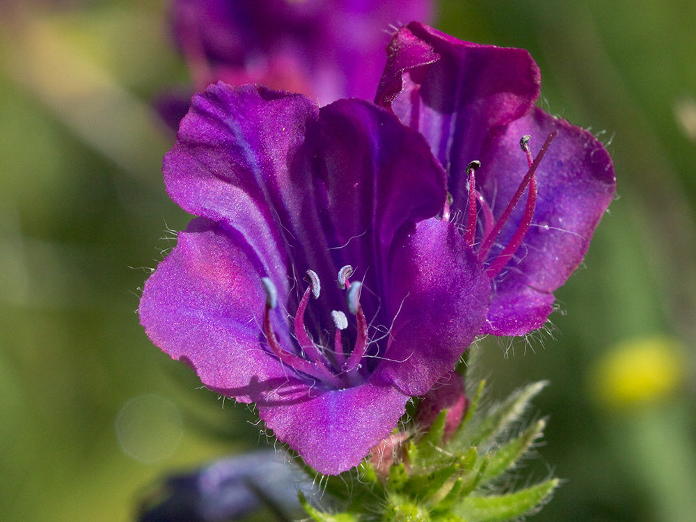 Viborera (Echium plantagineum)