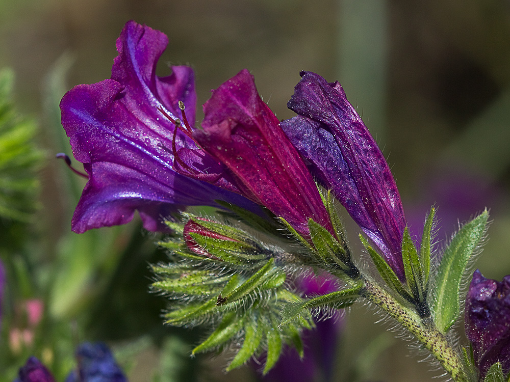 Viborera (Echium plantagineum)