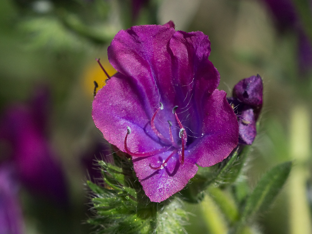 Viborera (Echium plantagineum)