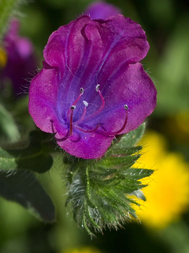 Viborera (Echium plantagineum)