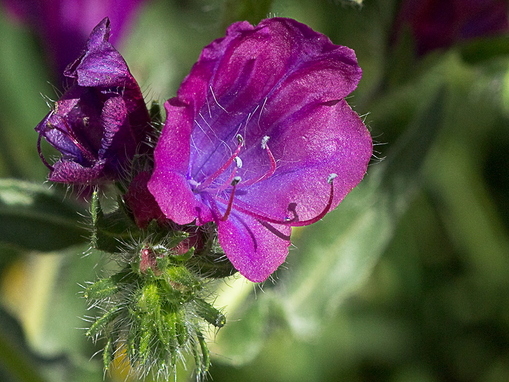 Viborera (Echium plantagineum)