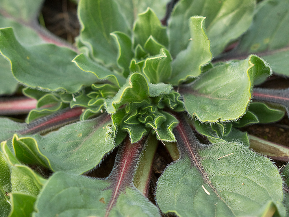 Viborera (Echium plantagineum)