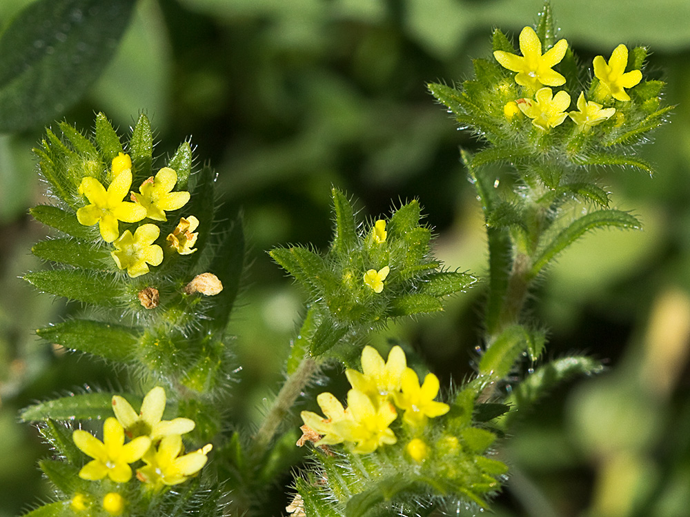 Neatostema apulum, viborezno