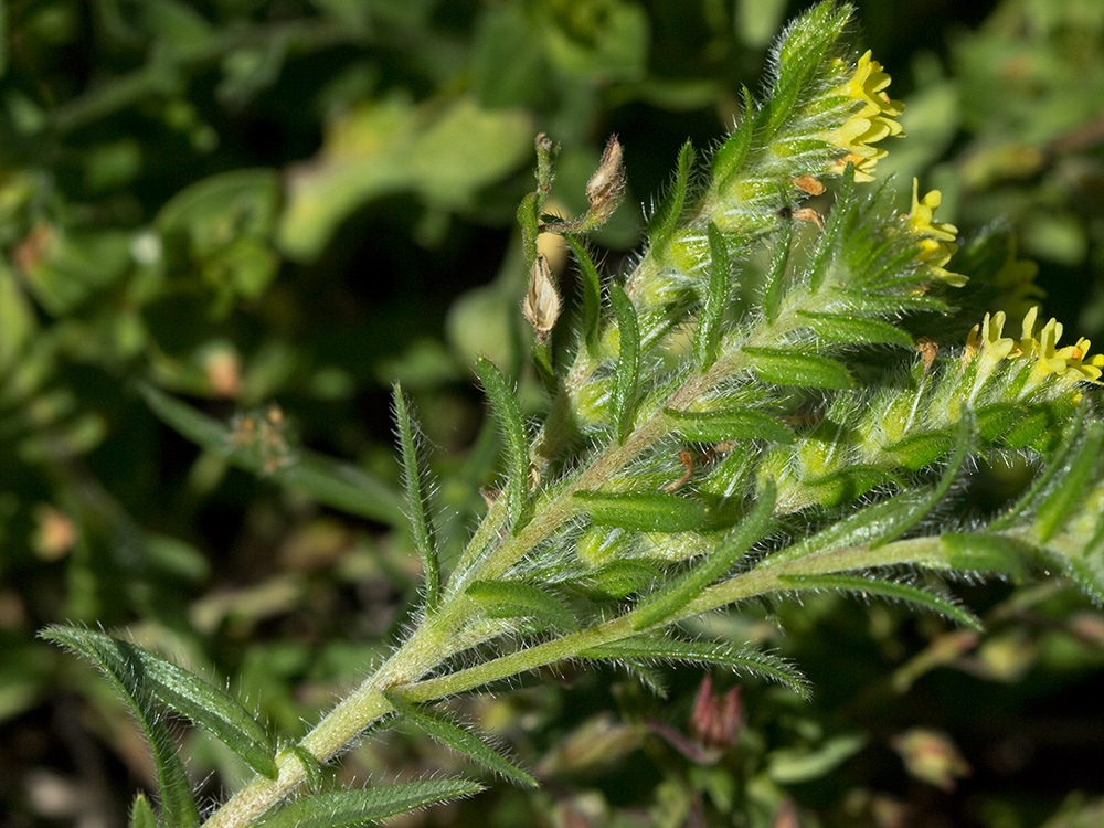 Neatostema apulum, viborezno