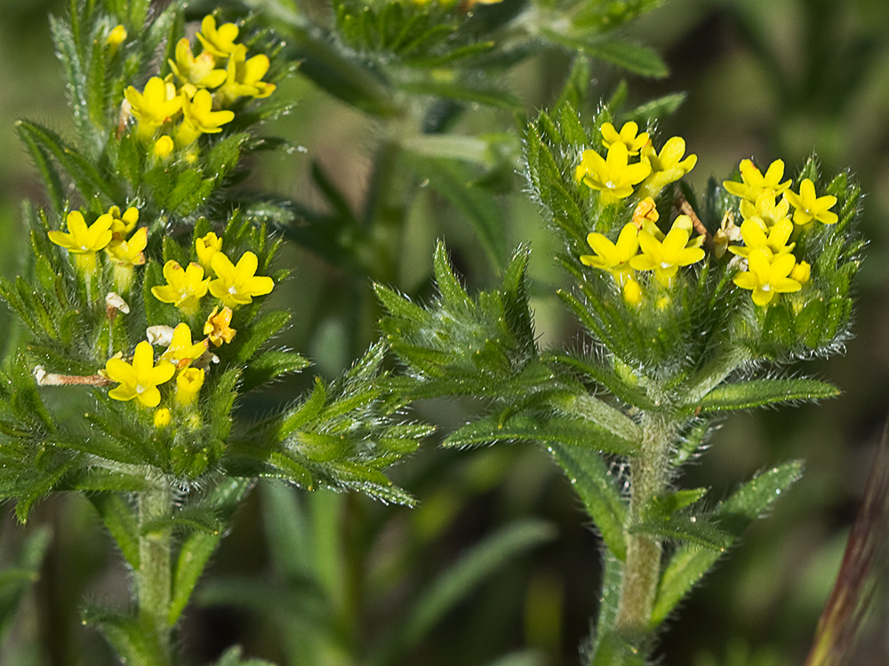 Neatostema apulum, viborezno