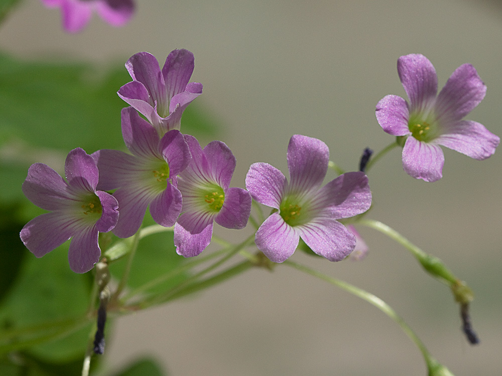 Vinagrillo, acedera débil (Oxalis debilis)