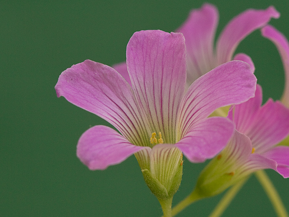 Vinagrillo, acedera débil (Oxalis debilis)