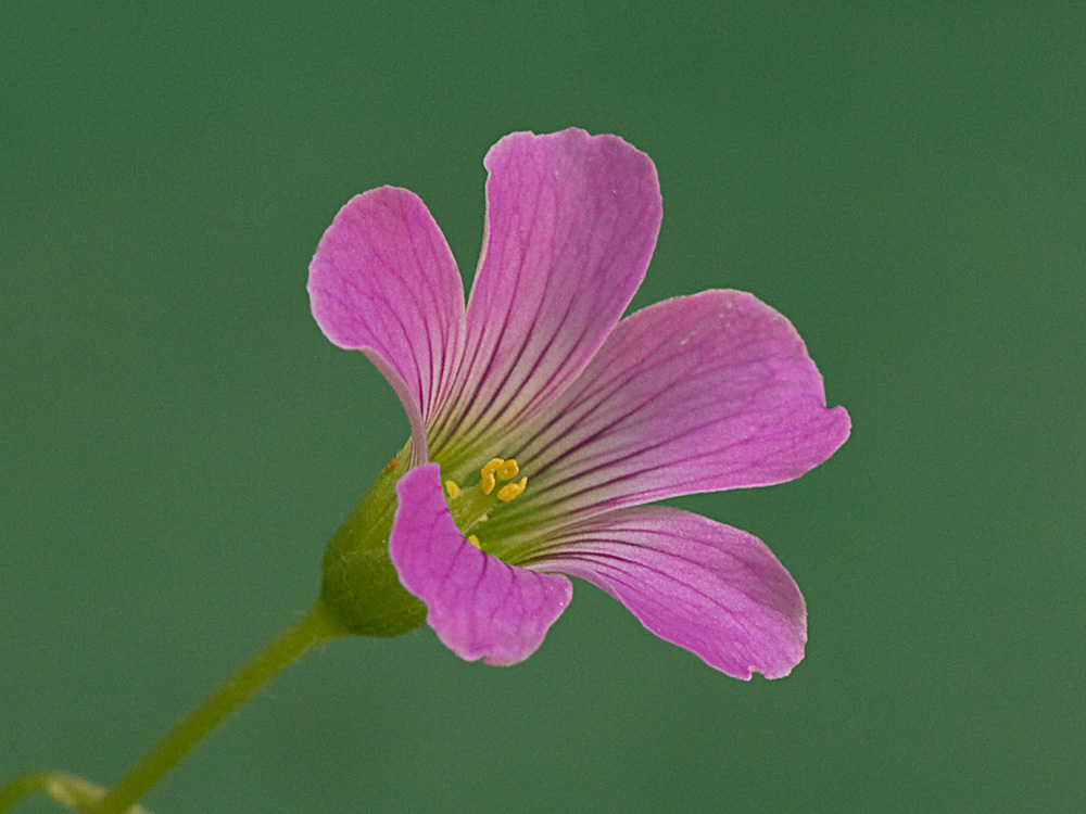 Vinagrillo, acedera débil (Oxalis debilis)