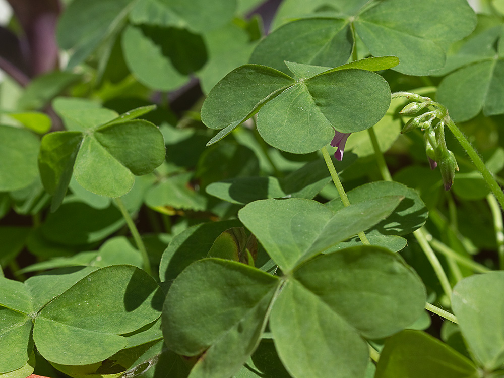 Vinagrillo, acedera débil (Oxalis debilis)
