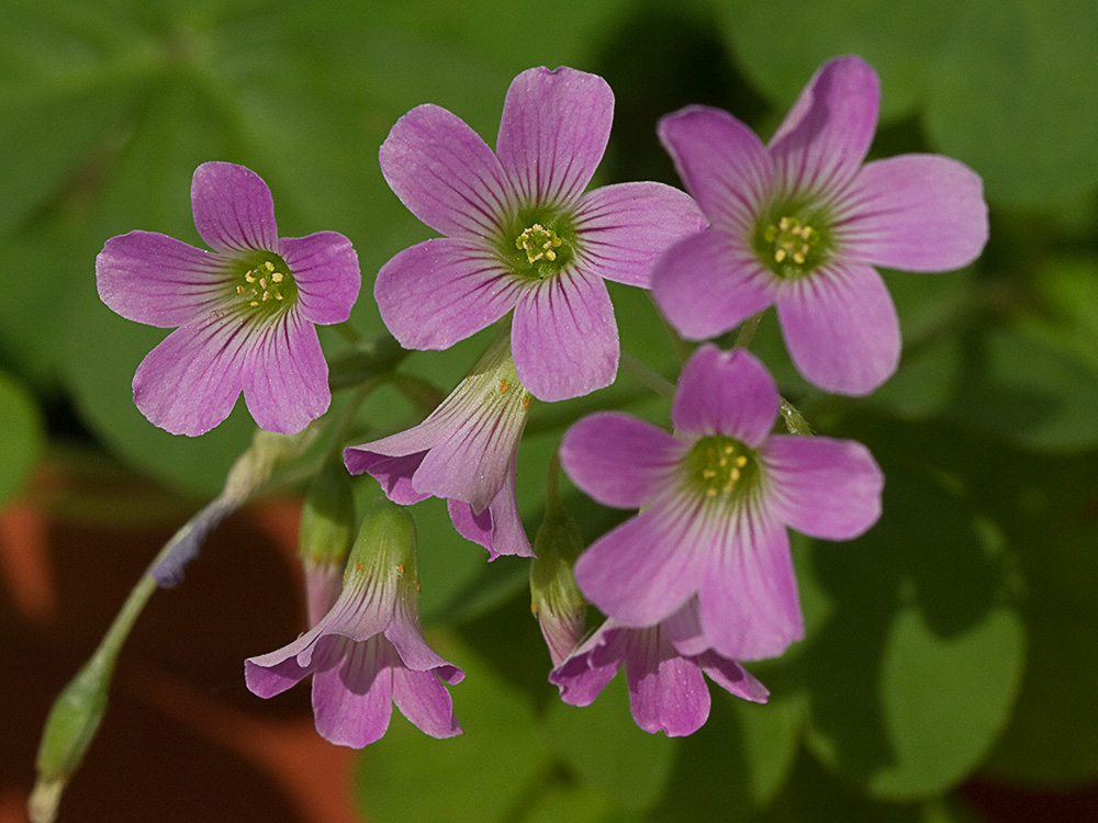 Vinagrillo, acedera débil (Oxalis debilis)