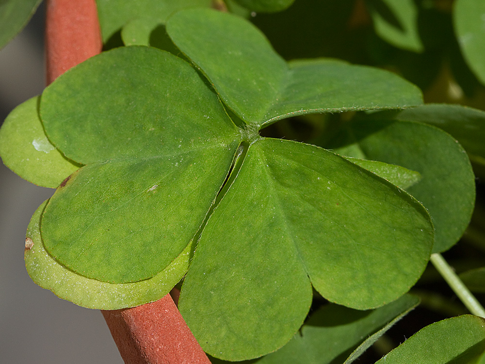 Vinagrillo, acedera débil (Oxalis debilis)