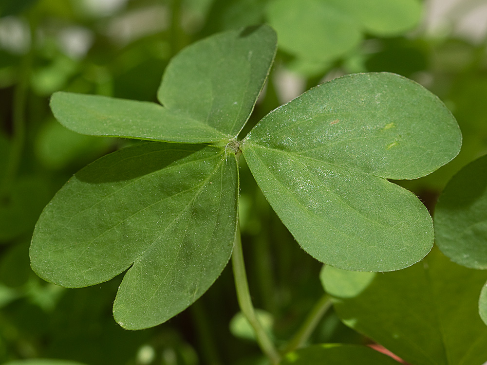 Vinagrillo, acedera débil (Oxalis debilis)