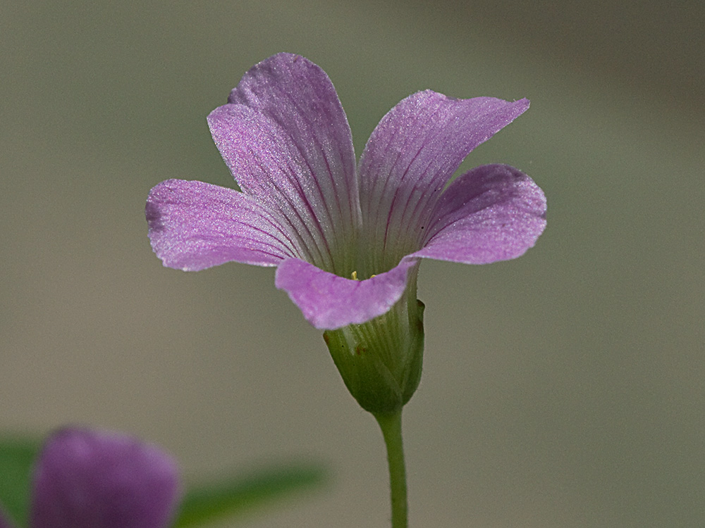 Vinagrillo, acedera débil (Oxalis debilis)