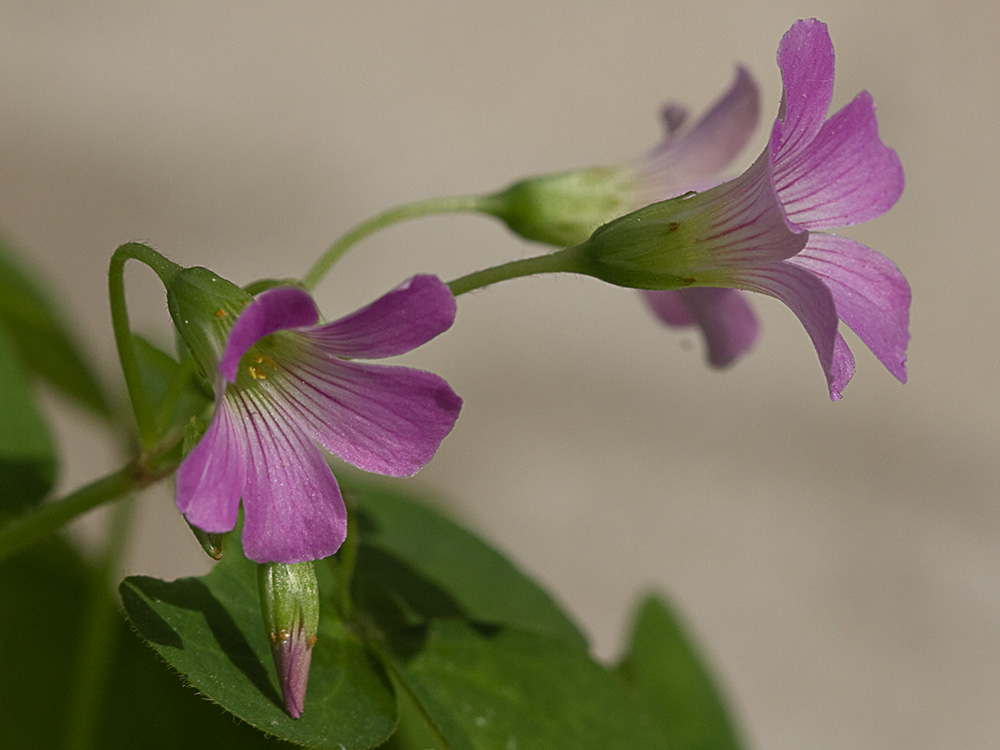 Vinagrillo, acedera débil (Oxalis debilis)