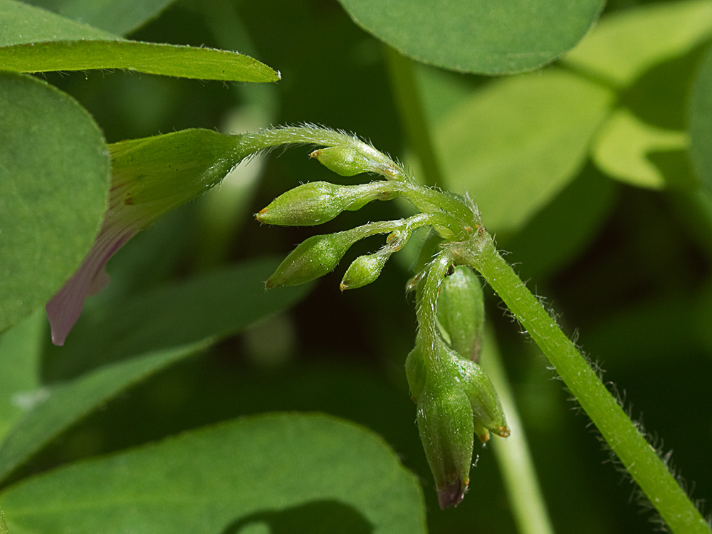 Vinagrillo, acedera débil (Oxalis debilis)