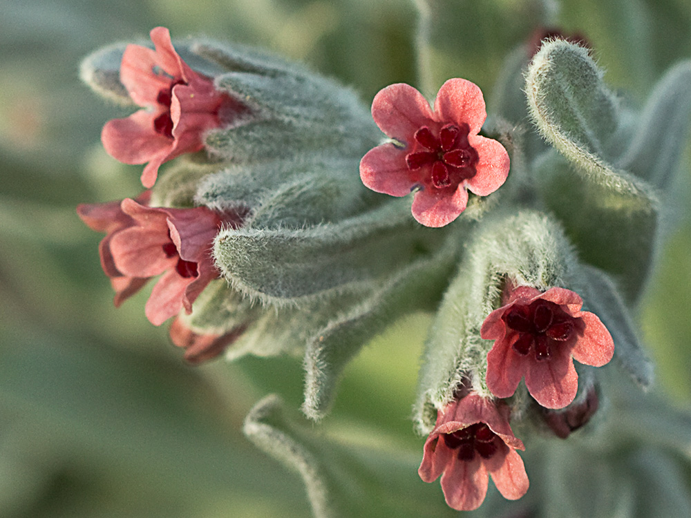 (Cynoglossum cheirifolium) Cinoglosa