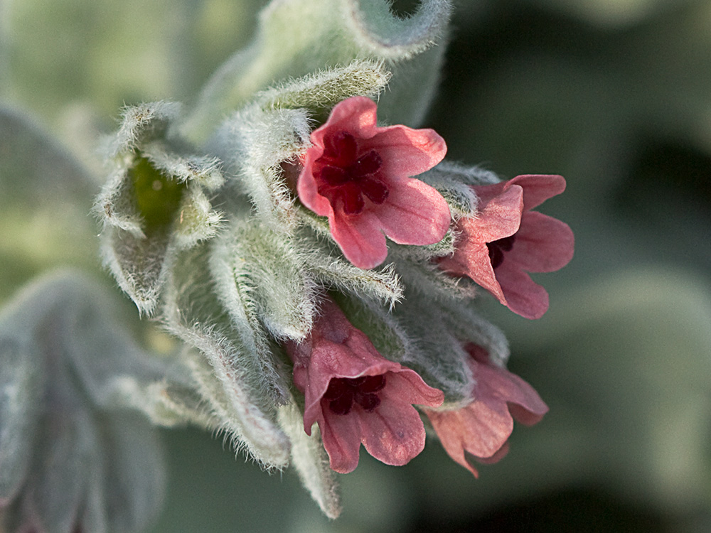 (Cynoglossum cheirifolium) Cinoglosa
