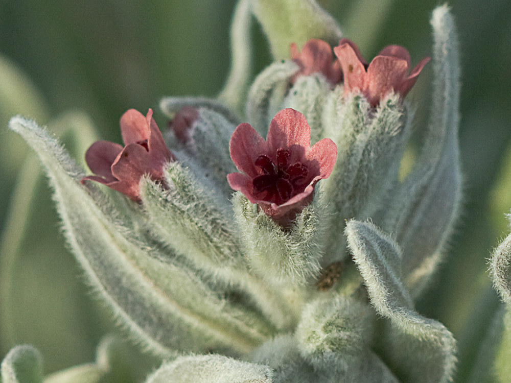 (Cynoglossum cheirifolium) Cinoglosa