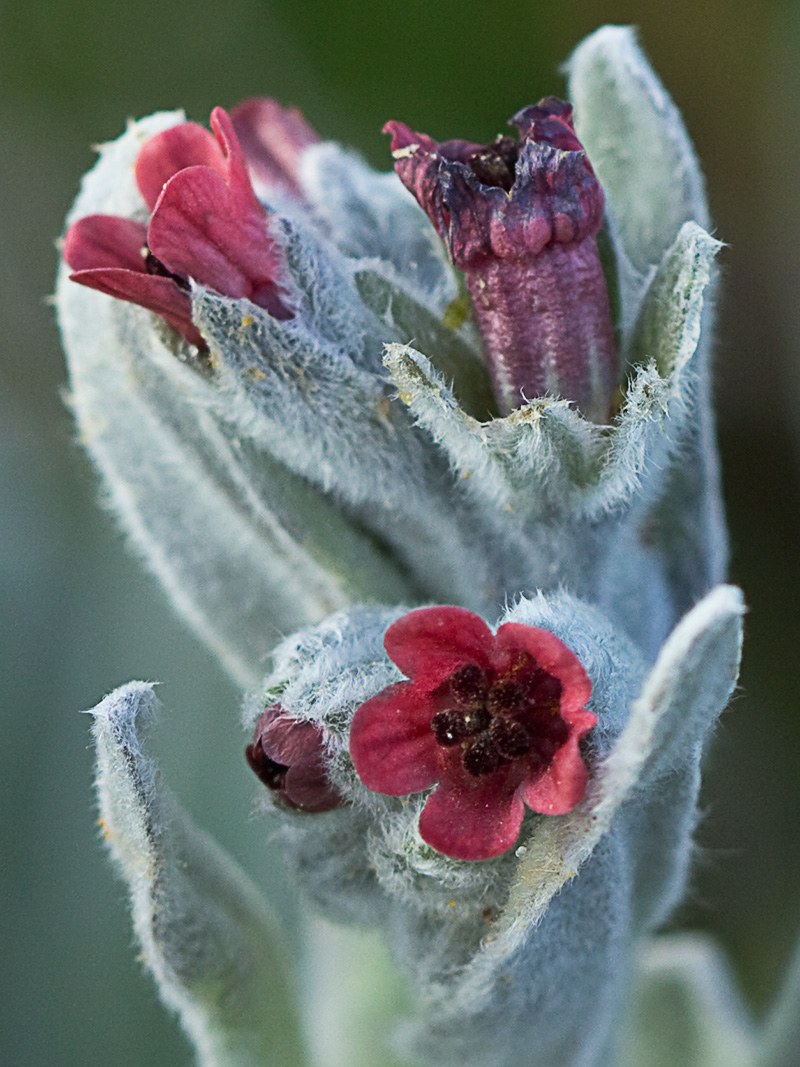 (Cynoglossum cheirifolium) Cinoglosa