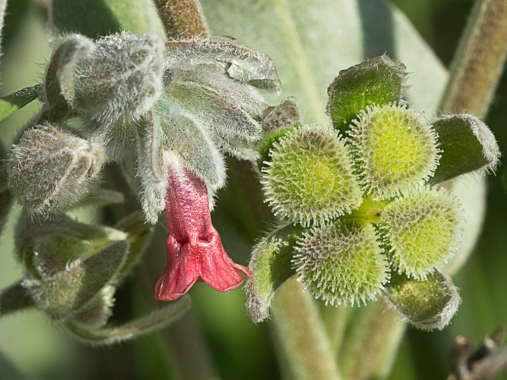 Cynoglossum cheirifolium, Viniebla
