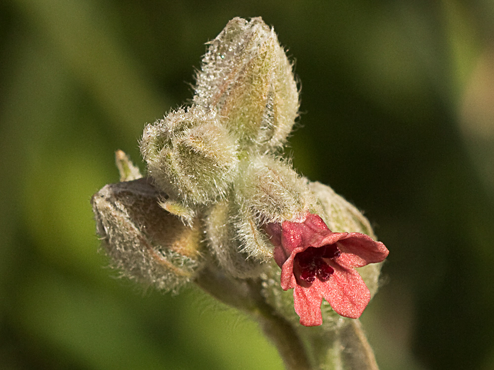 Cynoglossum cheirifolium, Viniebla