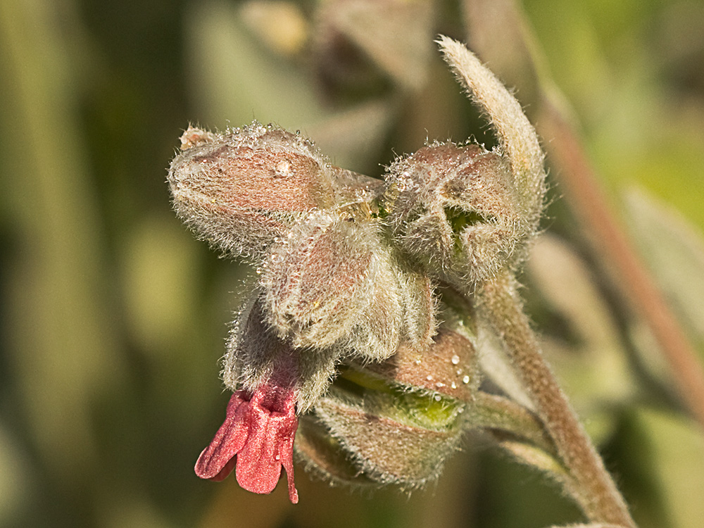Cynoglossum cheirifolium, Viniebla