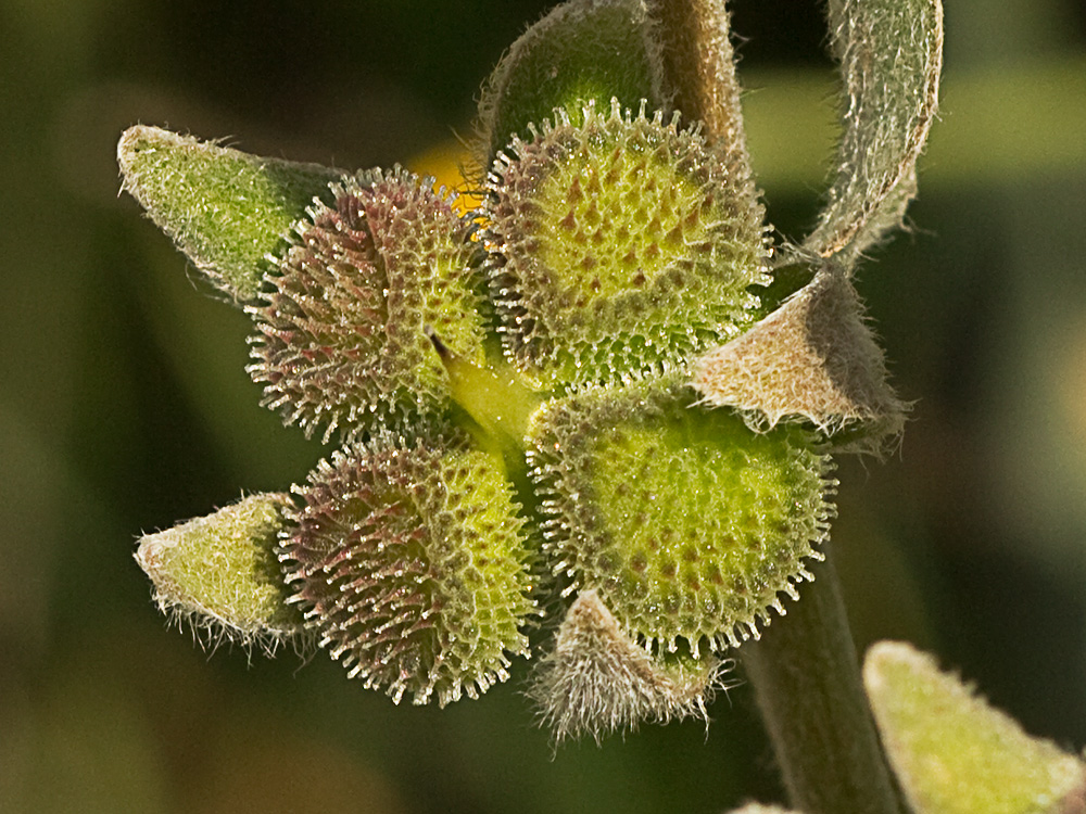 Cynoglossum cheirifolium, Viniebla