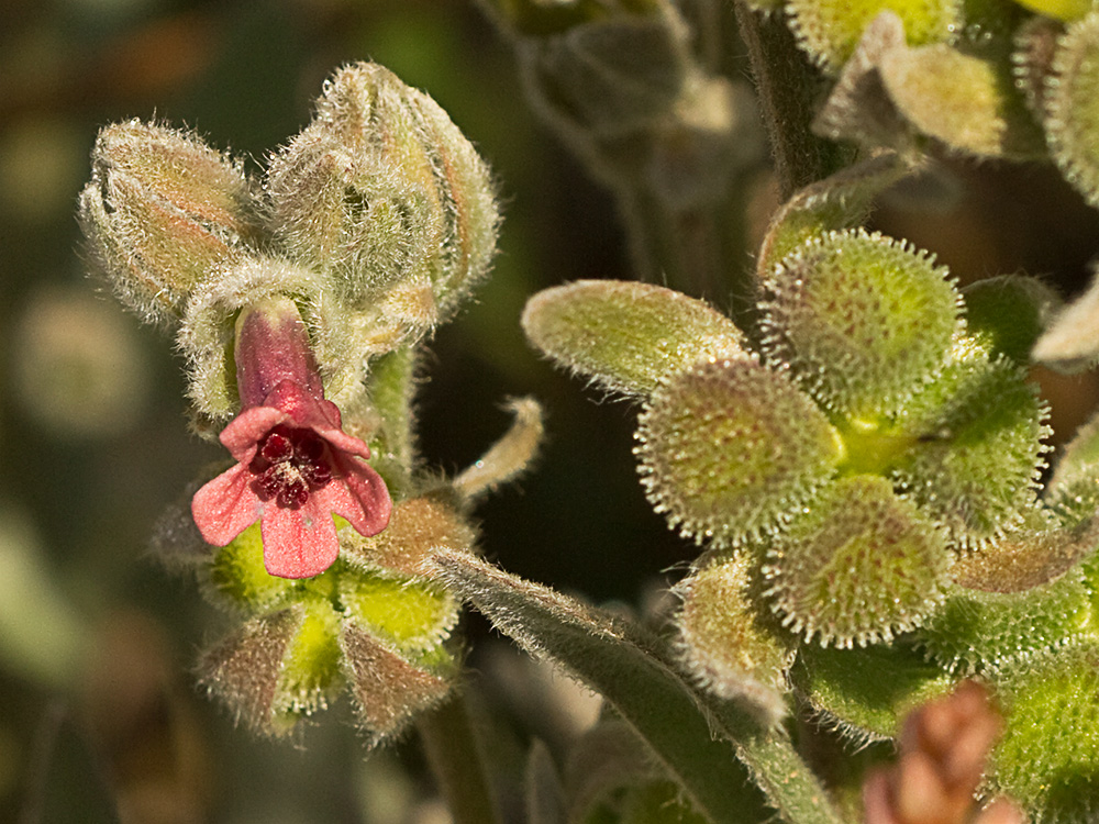 Cynoglossum cheirifolium, Viniebla