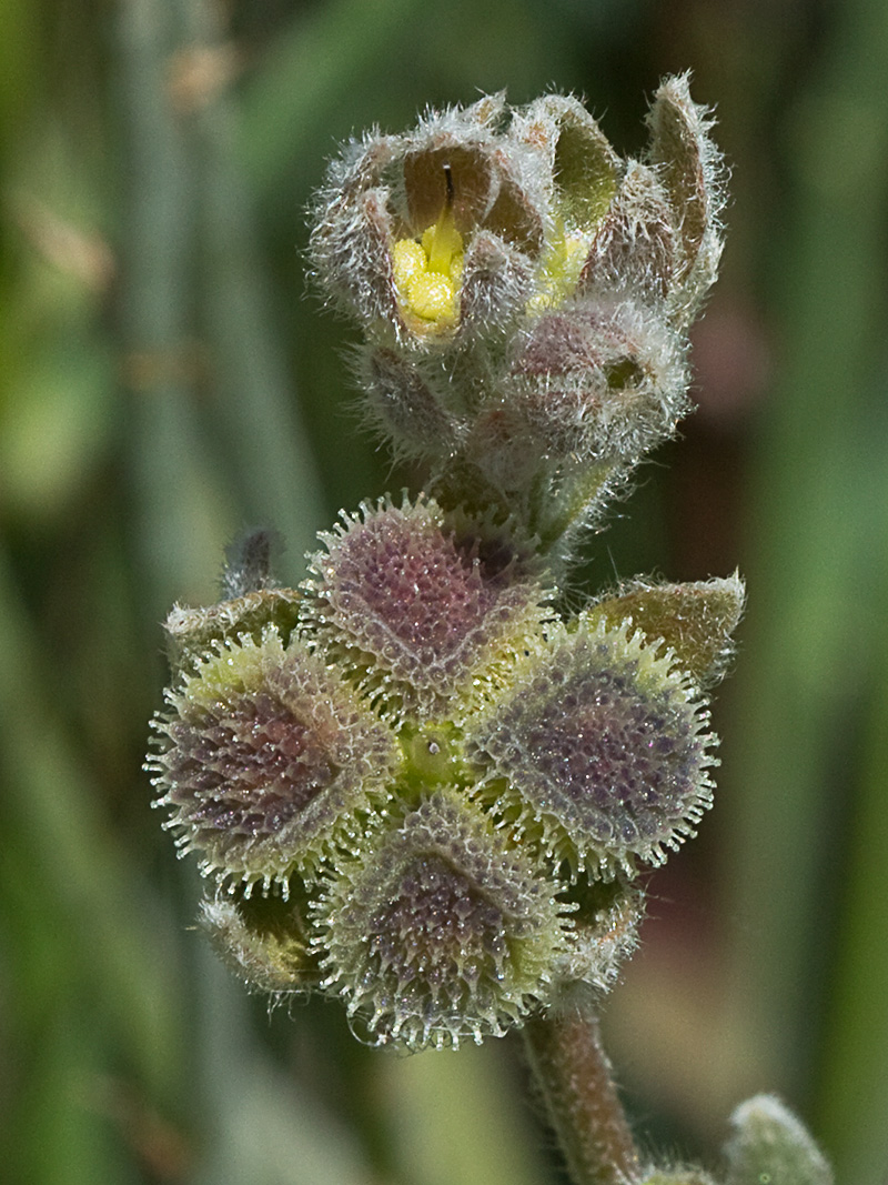 Cynoglossum cheirifolium, Viniebla