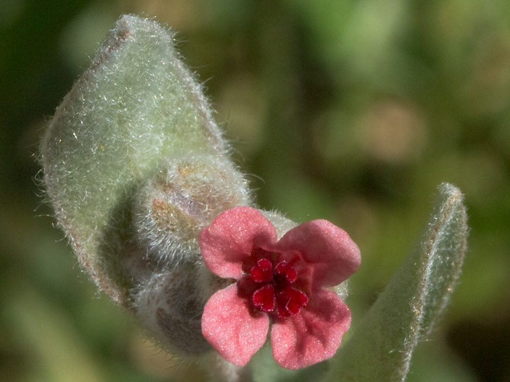Cynoglossum cheirifolium, Viniebla