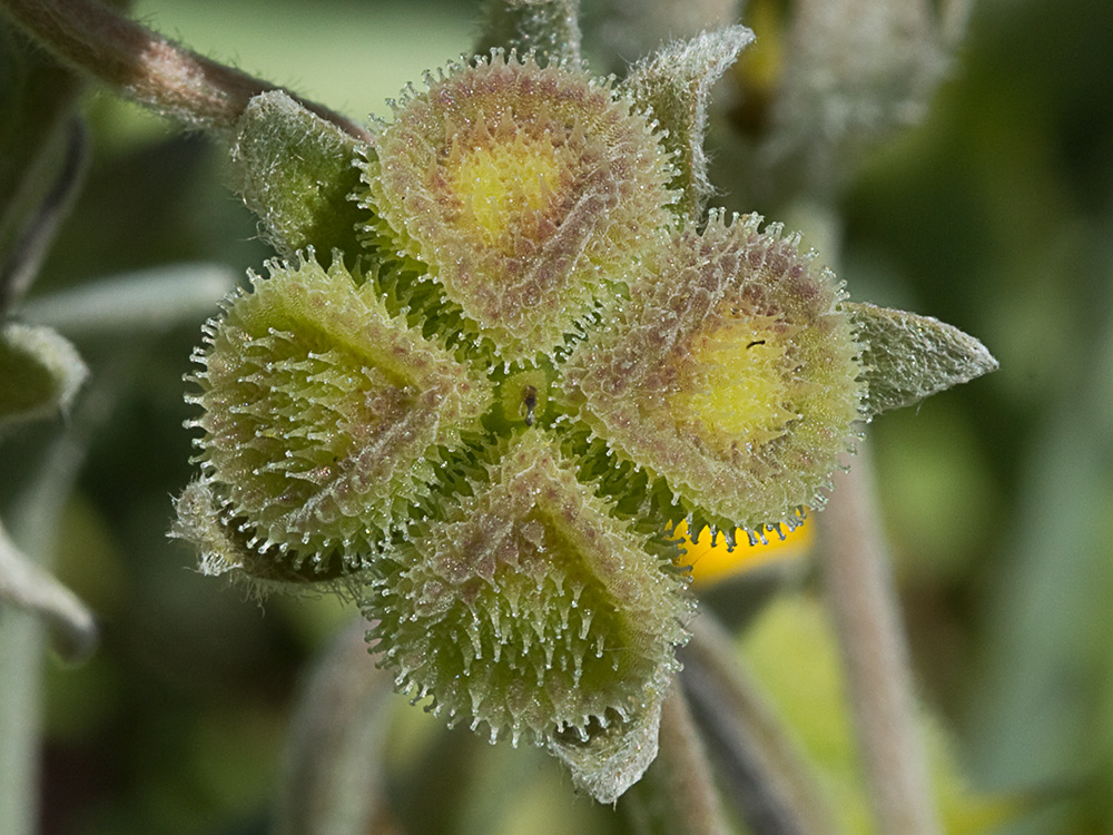 Cynoglossum cheirifolium, Viniebla