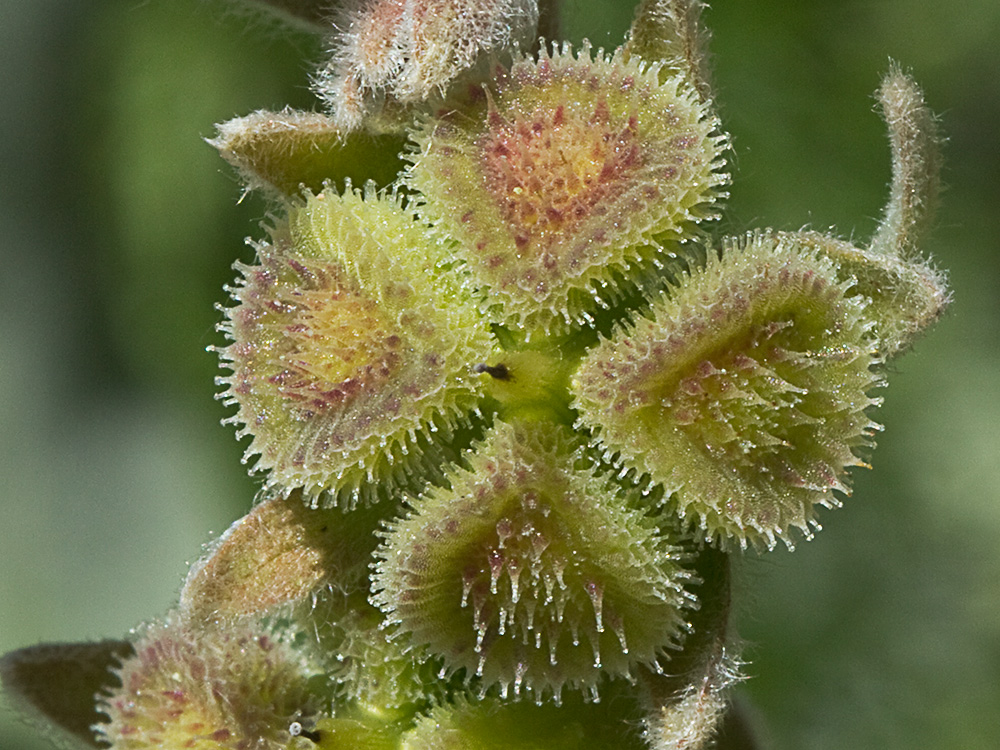 Cynoglossum cheirifolium, Viniebla