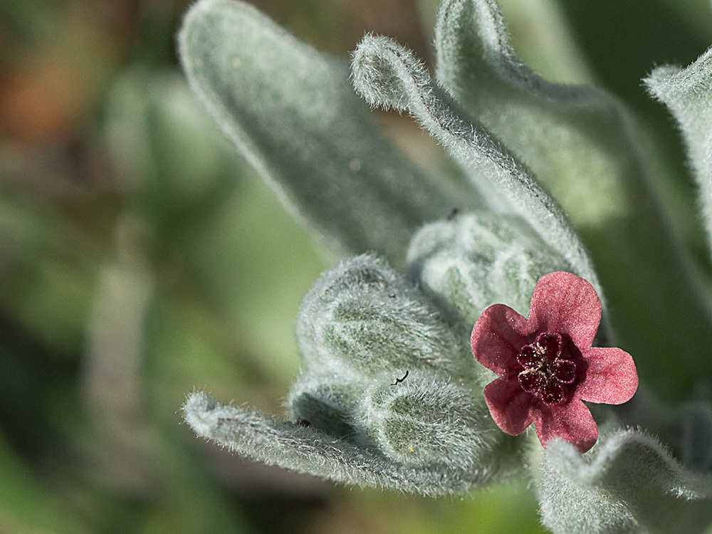 Cynoglossum cheirifolium, Viniebla
