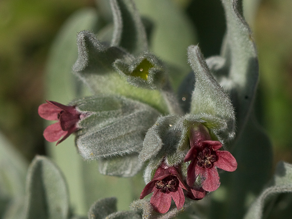 Cynoglossum cheirifolium, Viniebla